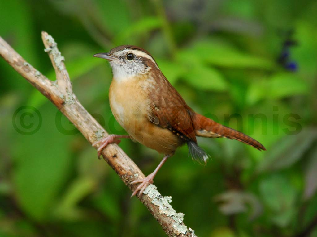 CAWR-AC_Carolina-Wren
