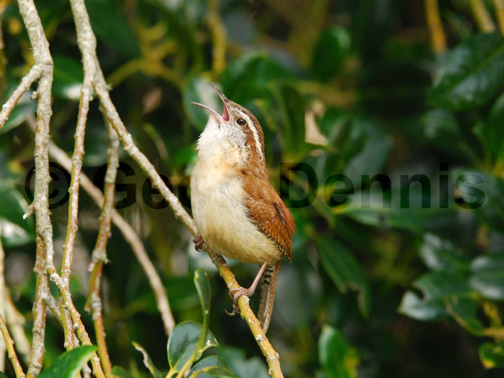 CAWR-AD_Carolina-Wren