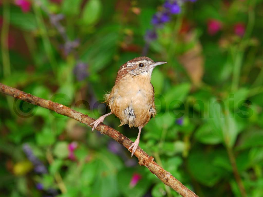 CAWR-AE_Carolina-Wren