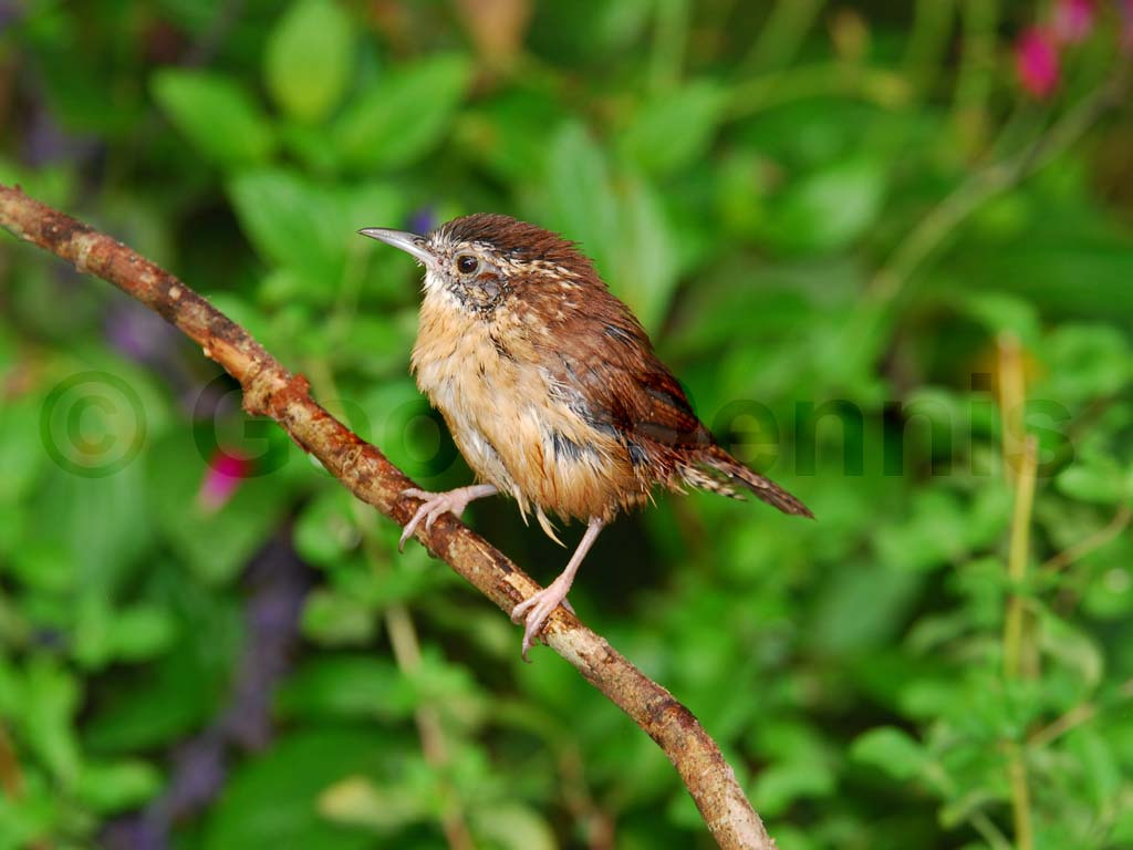 CAWR-AF_Carolina-Wren