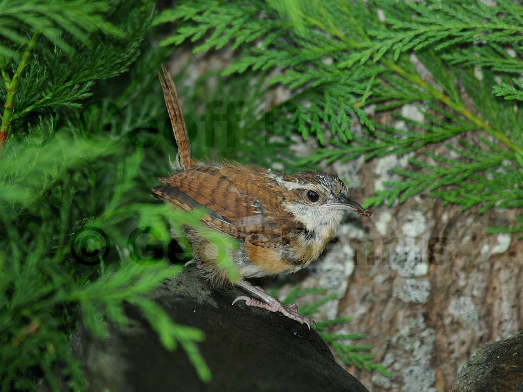 CAWR-AG_Carolina-Wren