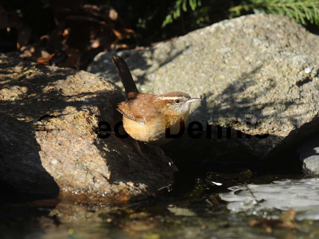 CAWR-AH_Carolina-Wren