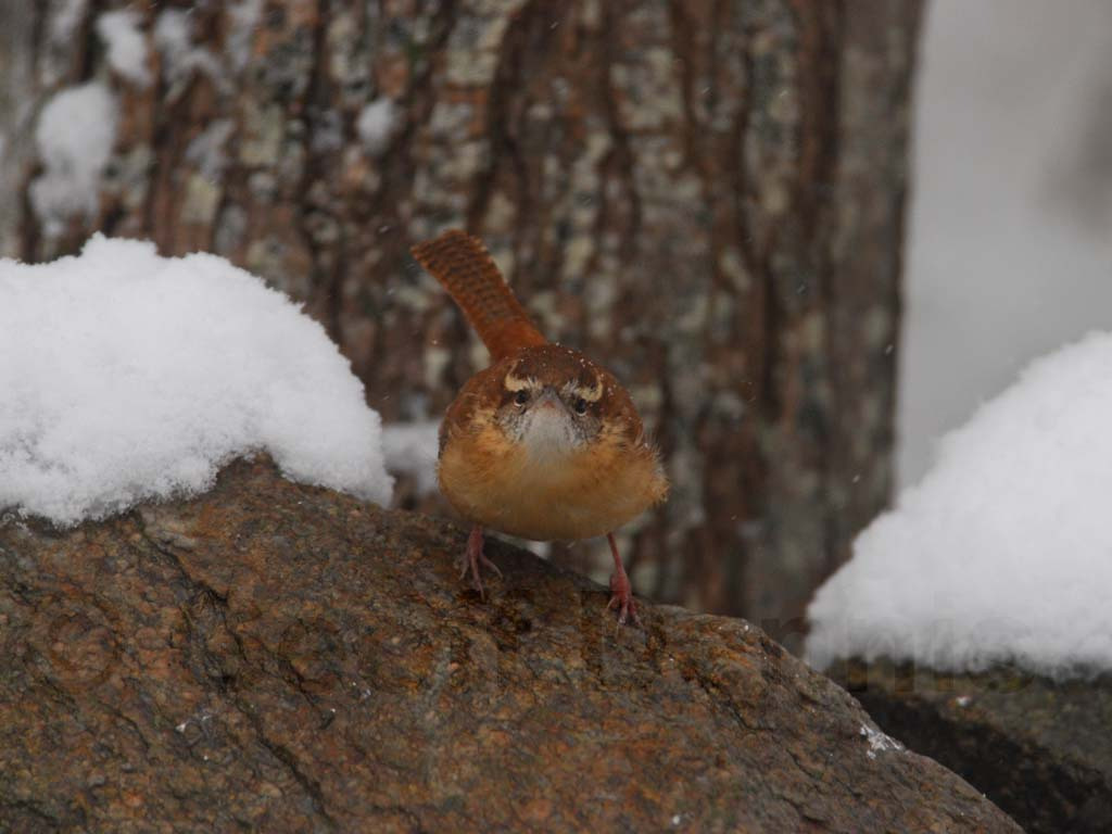 CAWR-AI_Carolina-Wren