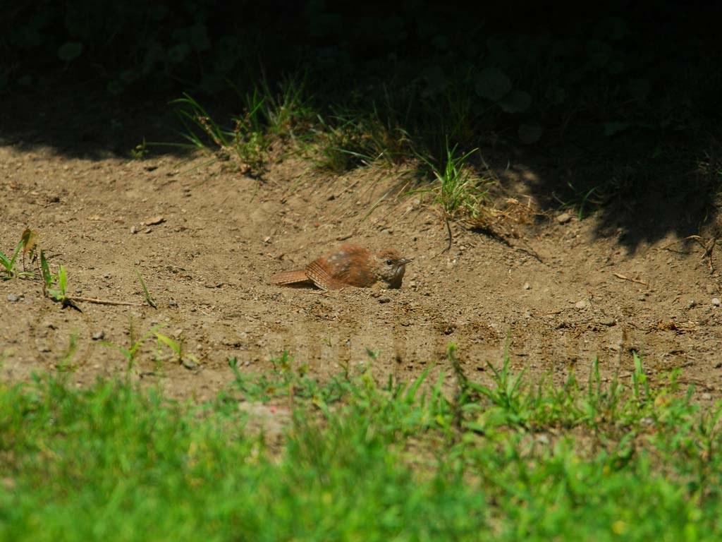 CAWR-AJ_Carolina-Wren