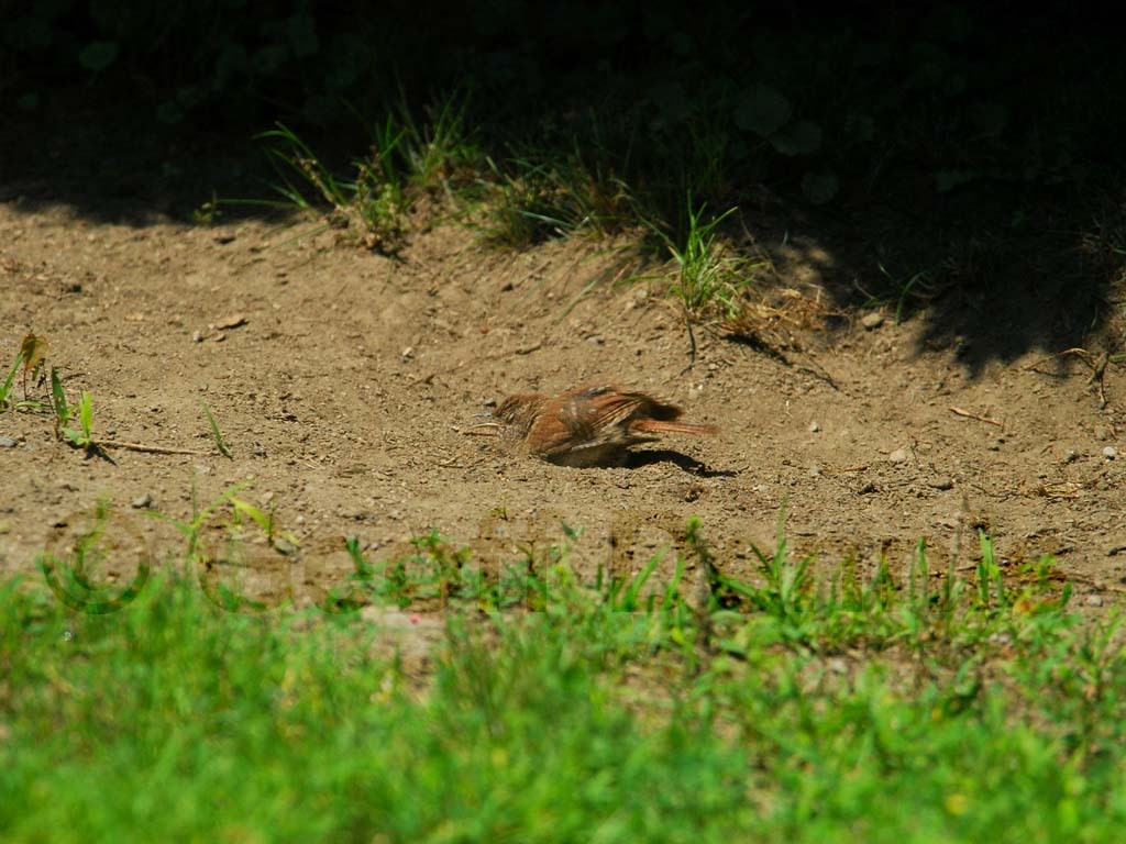 CAWR-AK_Carolina-Wren