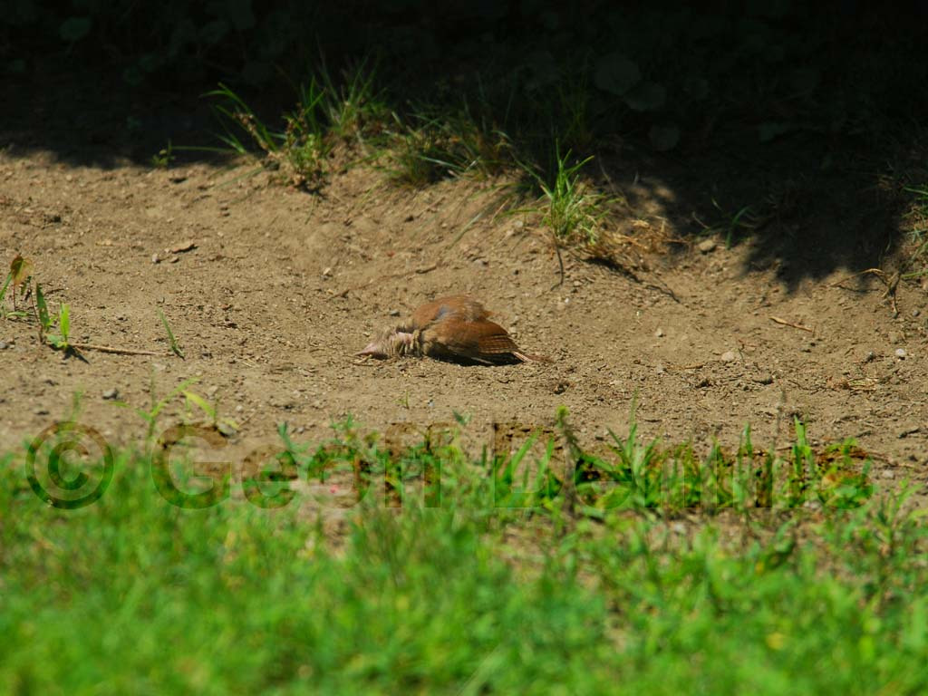 CAWR-AL_Carolina-Wren