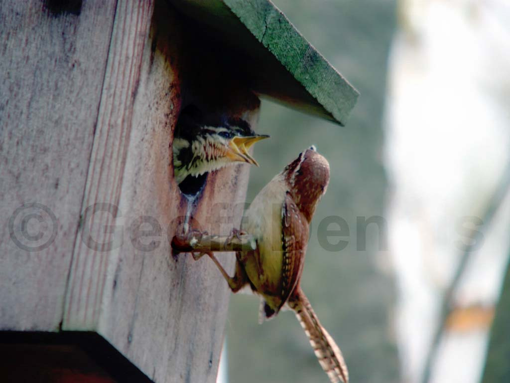 CAWR-AM_Carolina-Wren