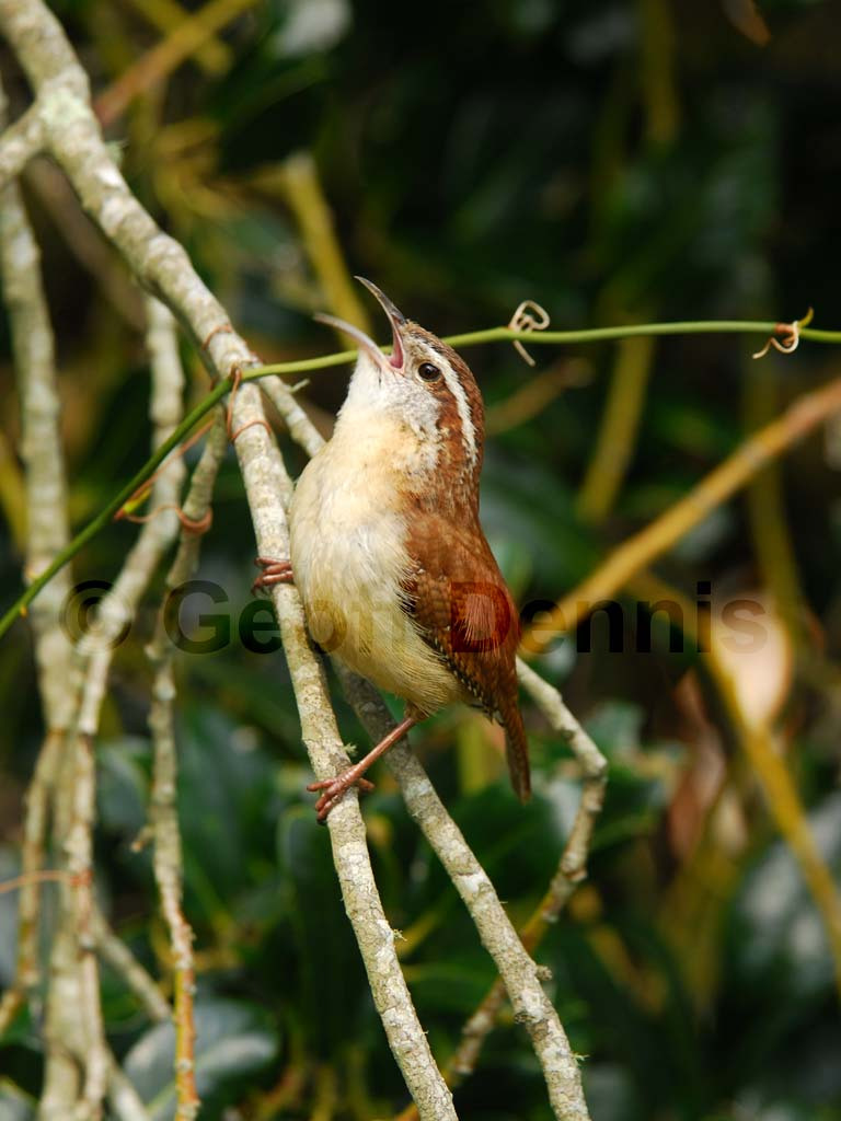 CAWR-AN_Carolina-Wren