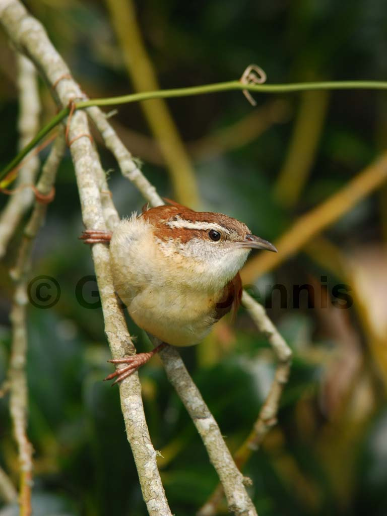 CAWR-AO_Carolina-Wren