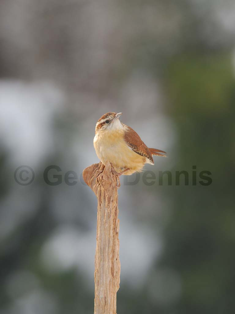 CAWR-AP_Carolina-Wren