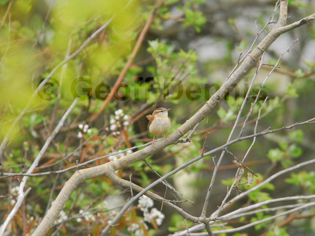 CAWR-AQ_Carolina-Wren