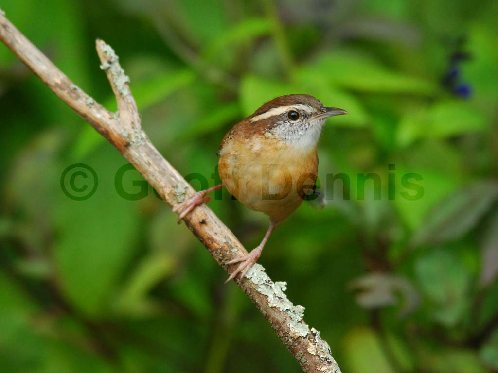 CAWR-AR_Carolina-Wren