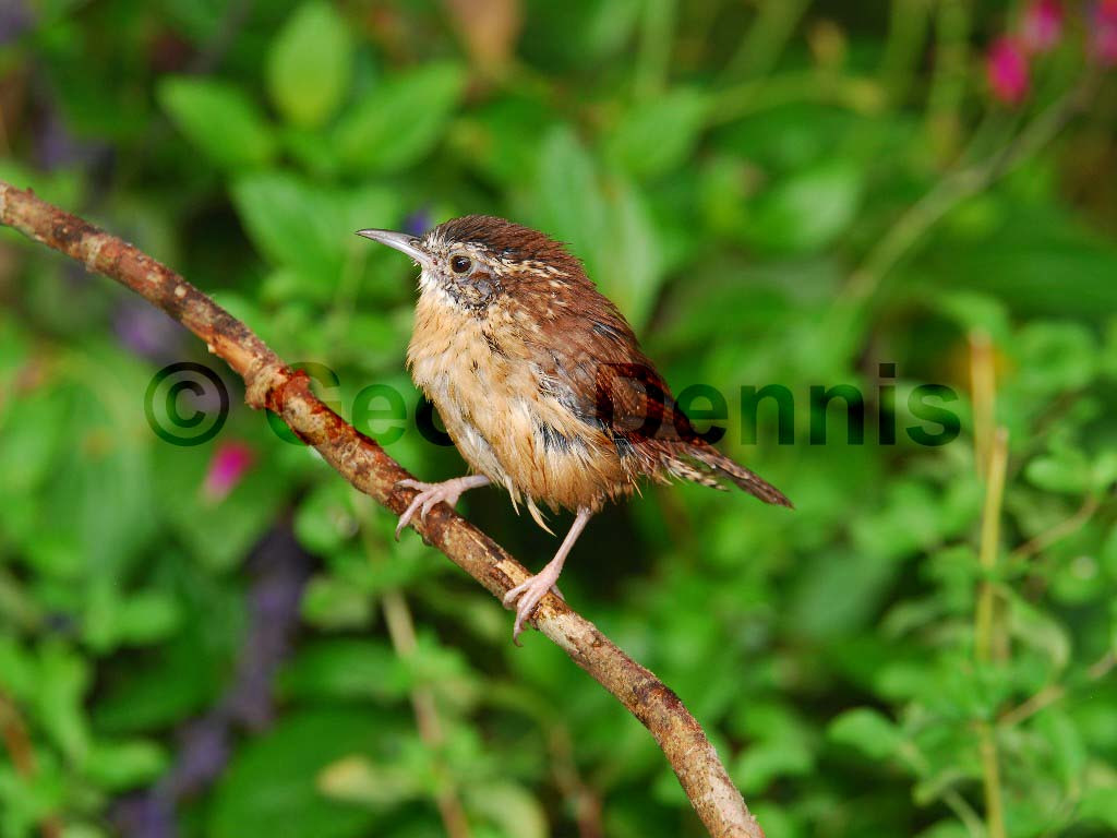 CAWR-AS_Carolina-Wren