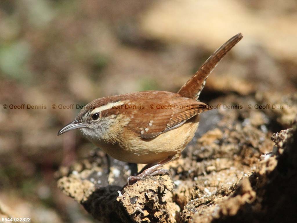 CAWR-AT_Carolina-Wren