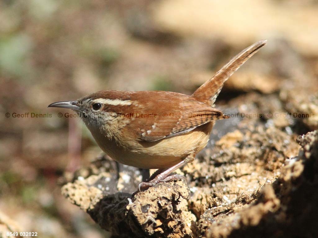 CAWR-AU_Carolina-Wren