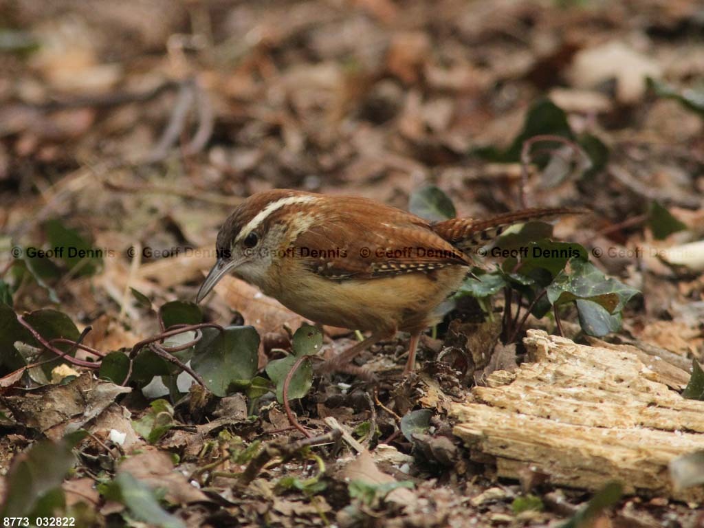 CAWR-AV_Carolina-Wren