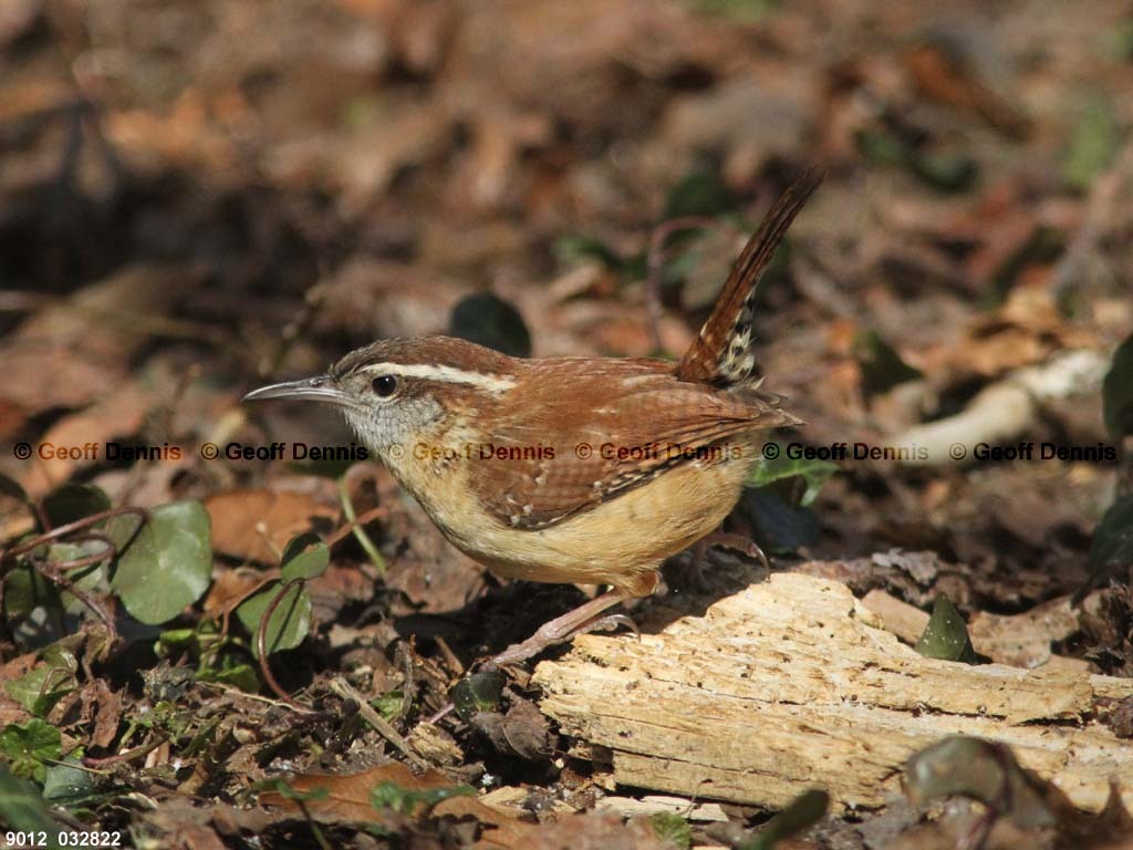 CAWR-AW_Carolina-Wren