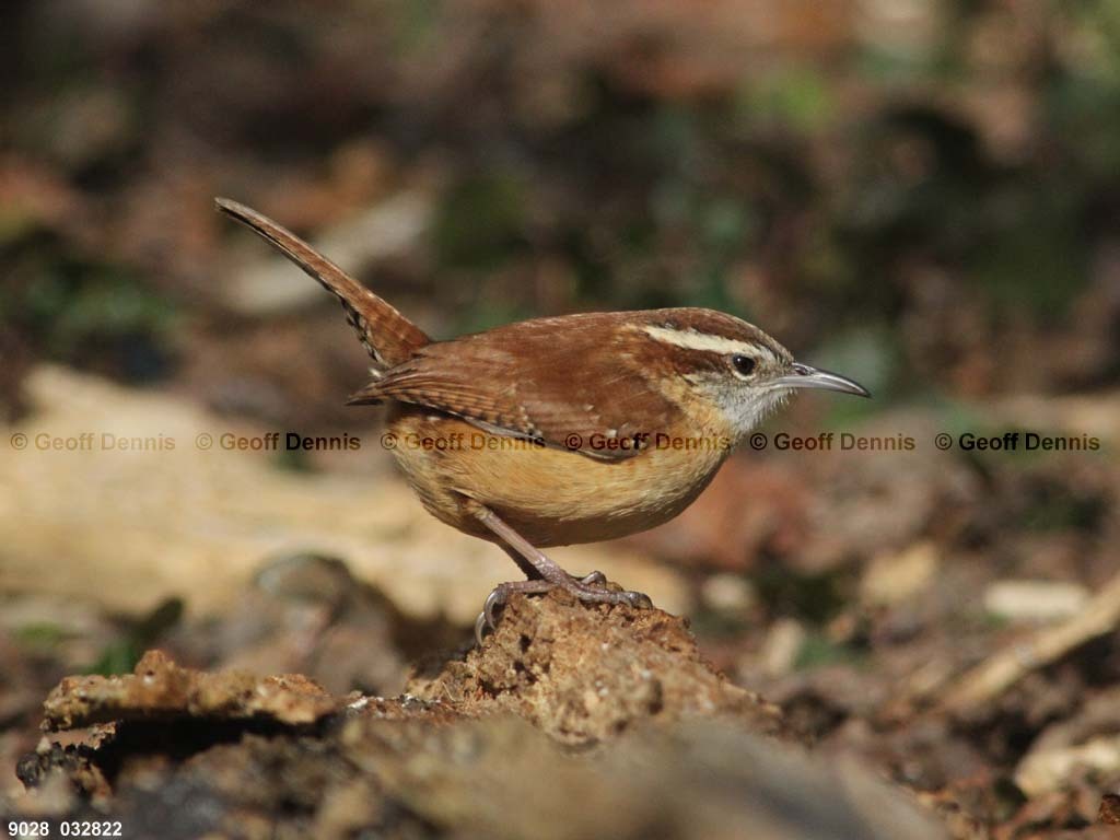 CAWR-AX_Carolina-Wren