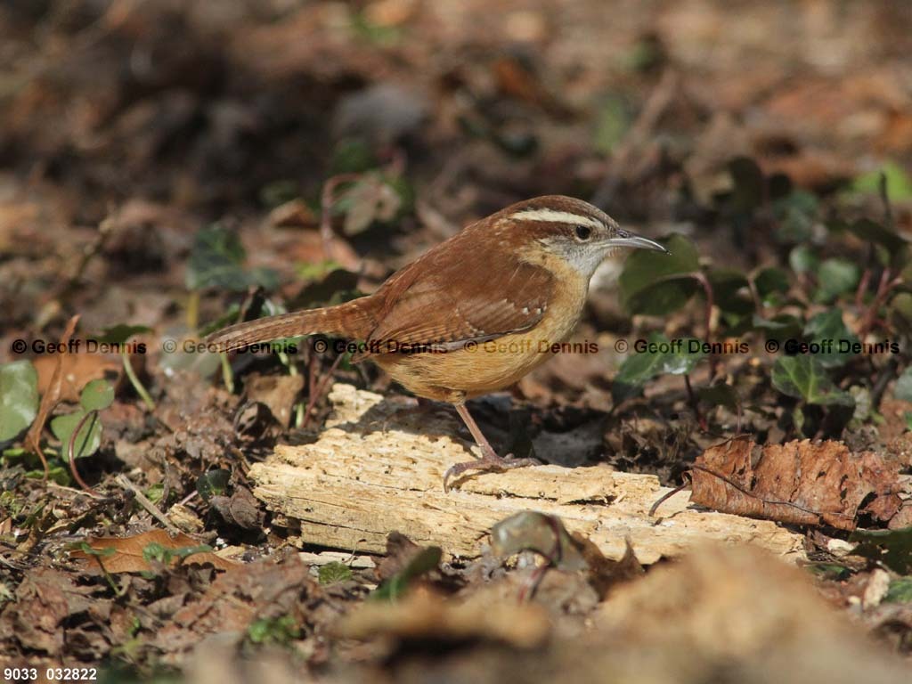 CAWR-AY_Carolina-Wren