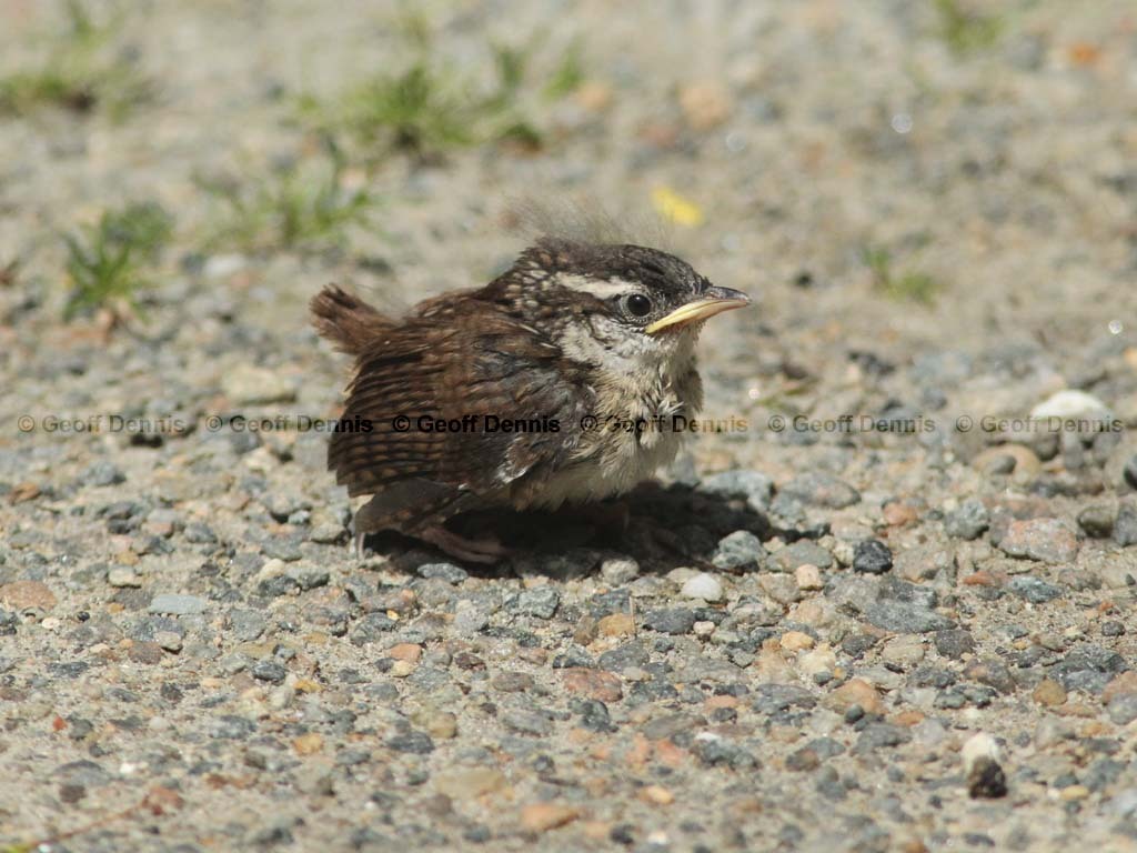 CAWR-AZ_Carolina-Wren