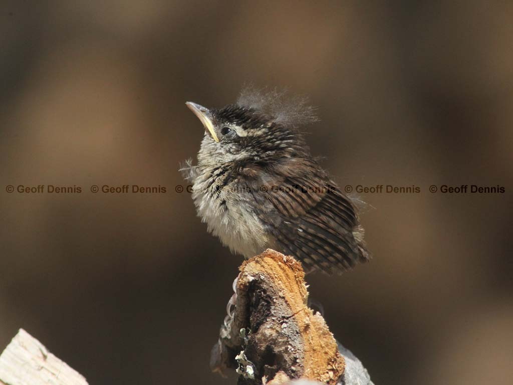CAWR-BA_Carolina-Wren