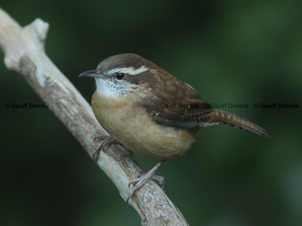 CAWR-BB_Carolina-Wren