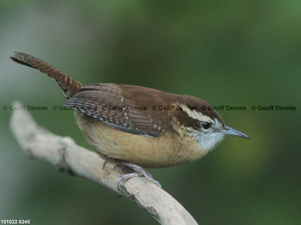 CAWR-BC_Carolina-Wren