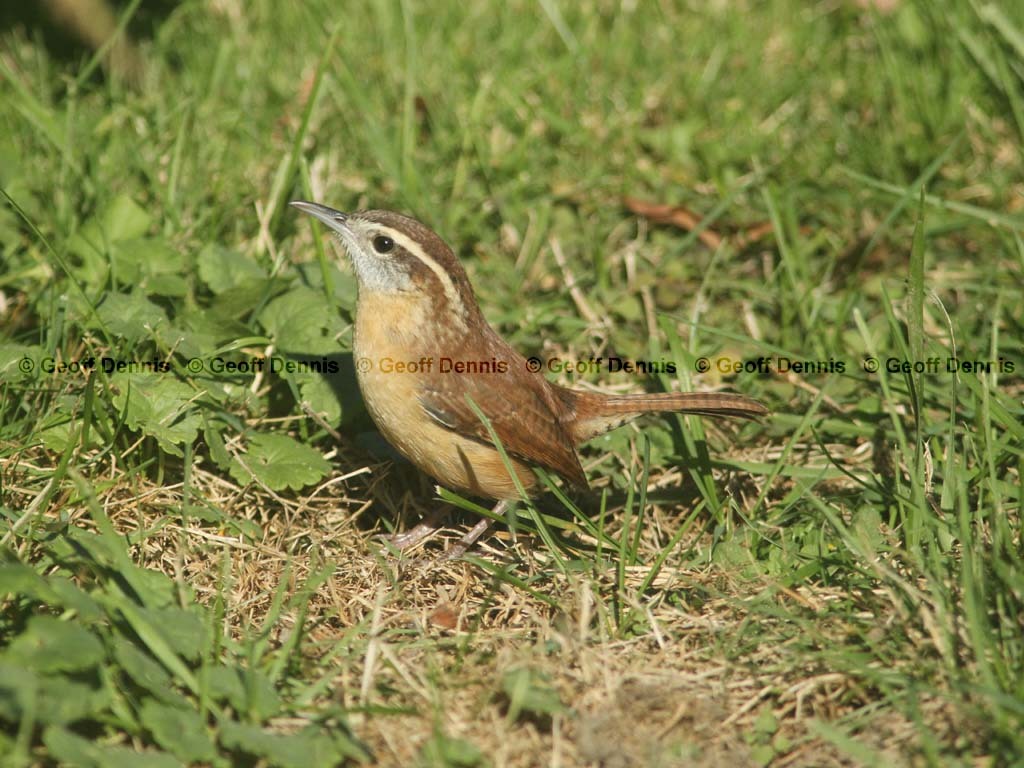 CAWR-BD_Carolina-Wren