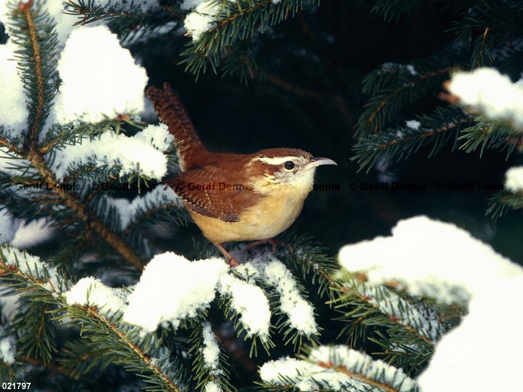CAWR-BE_Carolina-Wren