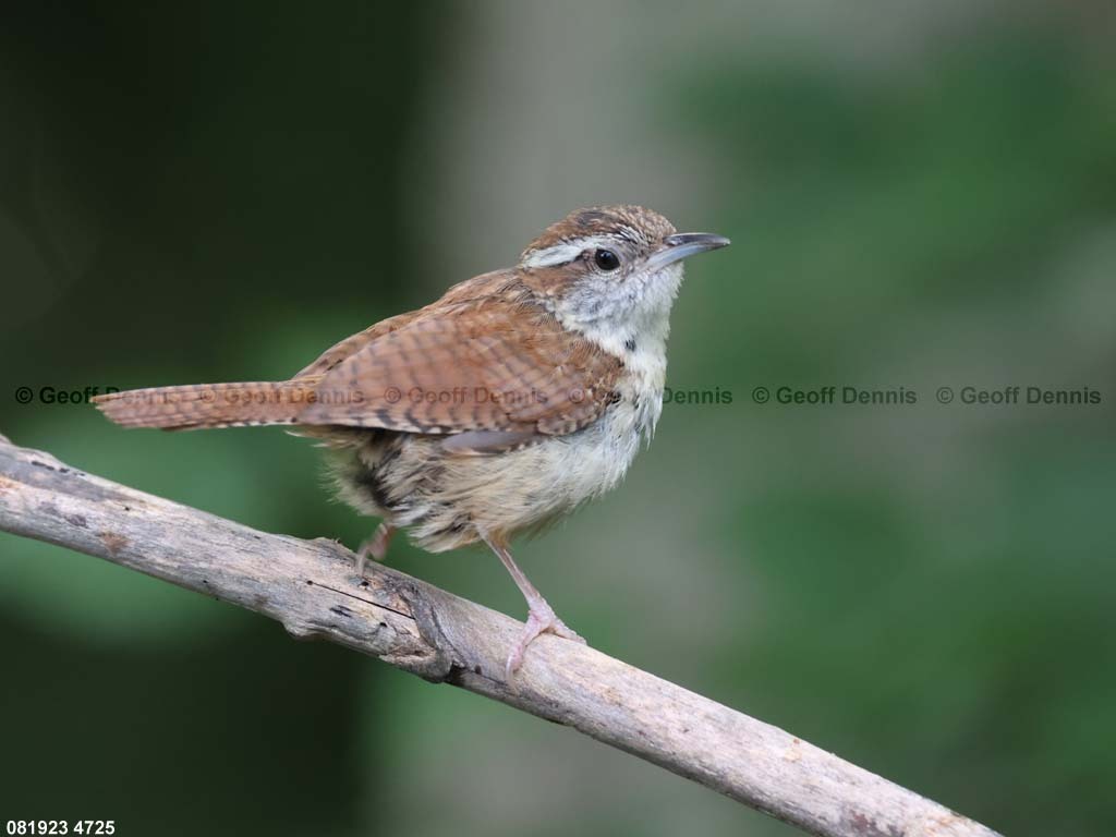 CAWR-BF_Carolina-Wren