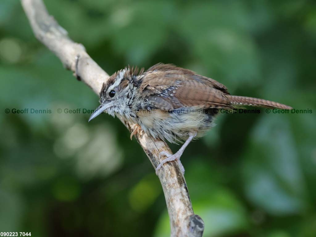 CAWR-BG_Carolina-Wren