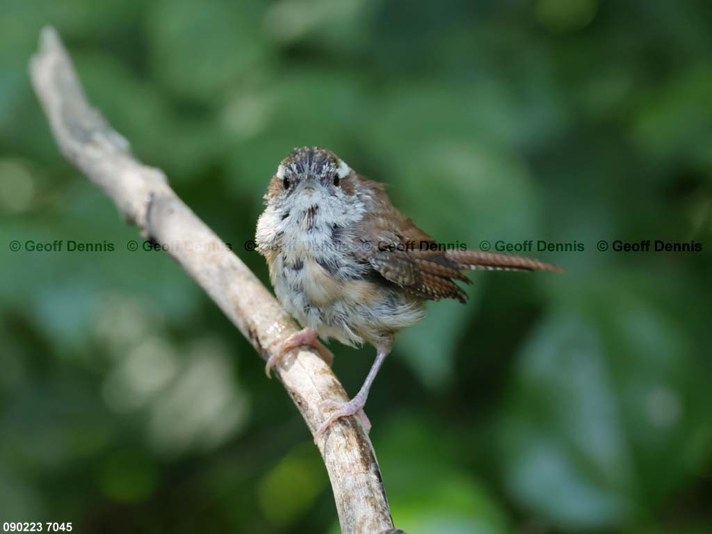 CAWR-BH_Carolina-Wren