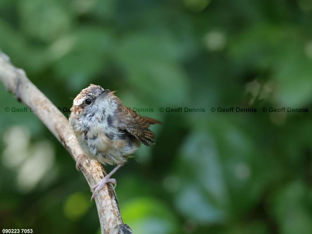 CAWR-BI_Carolina-Wren