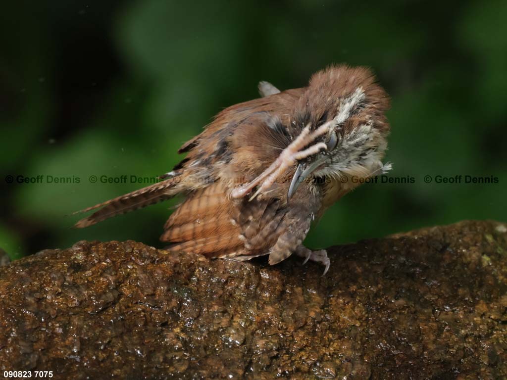 CAWR-BJ_Carolina-Wren