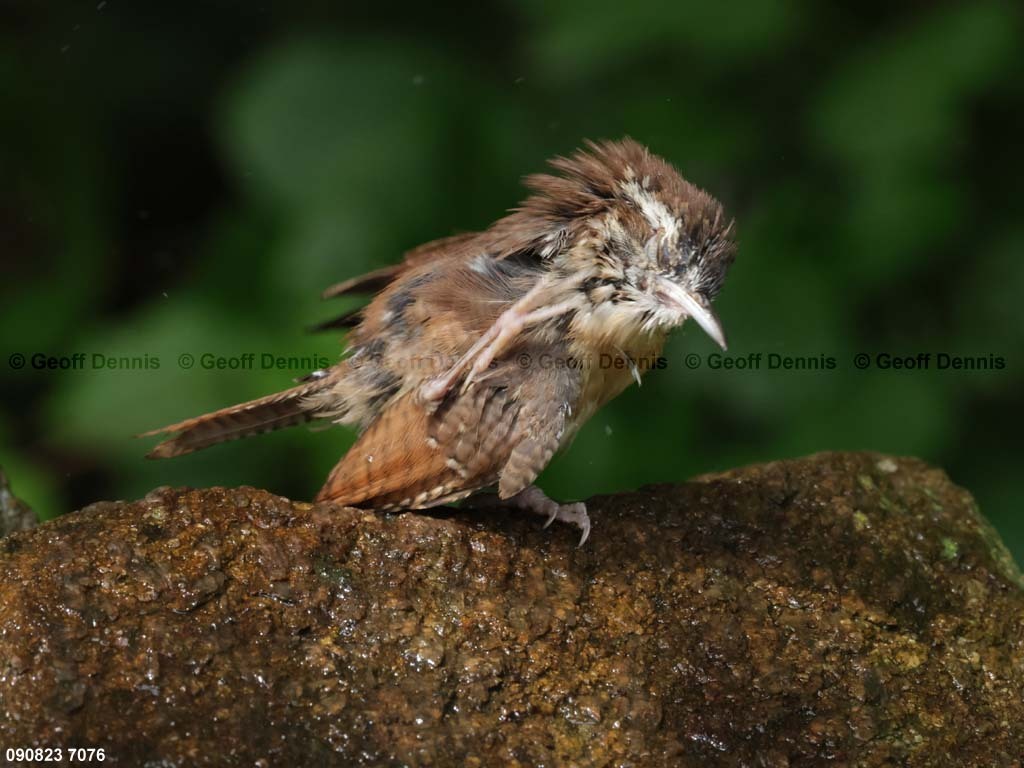 CAWR-BK_Carolina-Wren