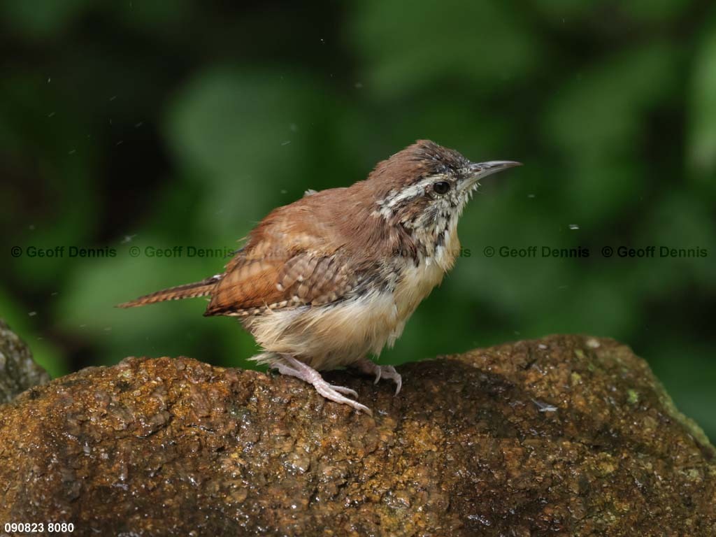 CAWR-BL_Carolina-Wren