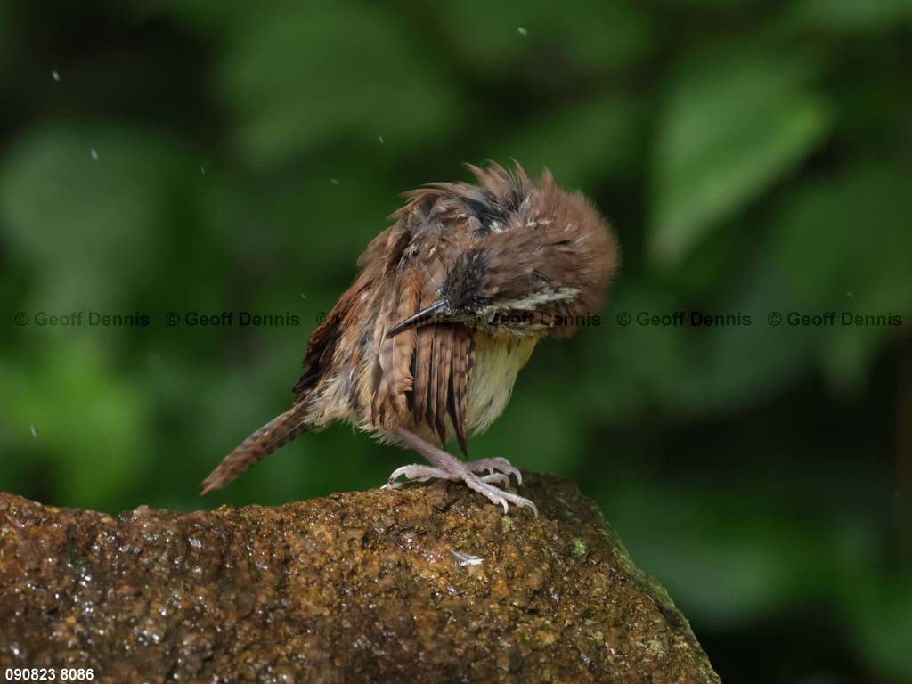 CAWR-BM_Carolina-Wren
