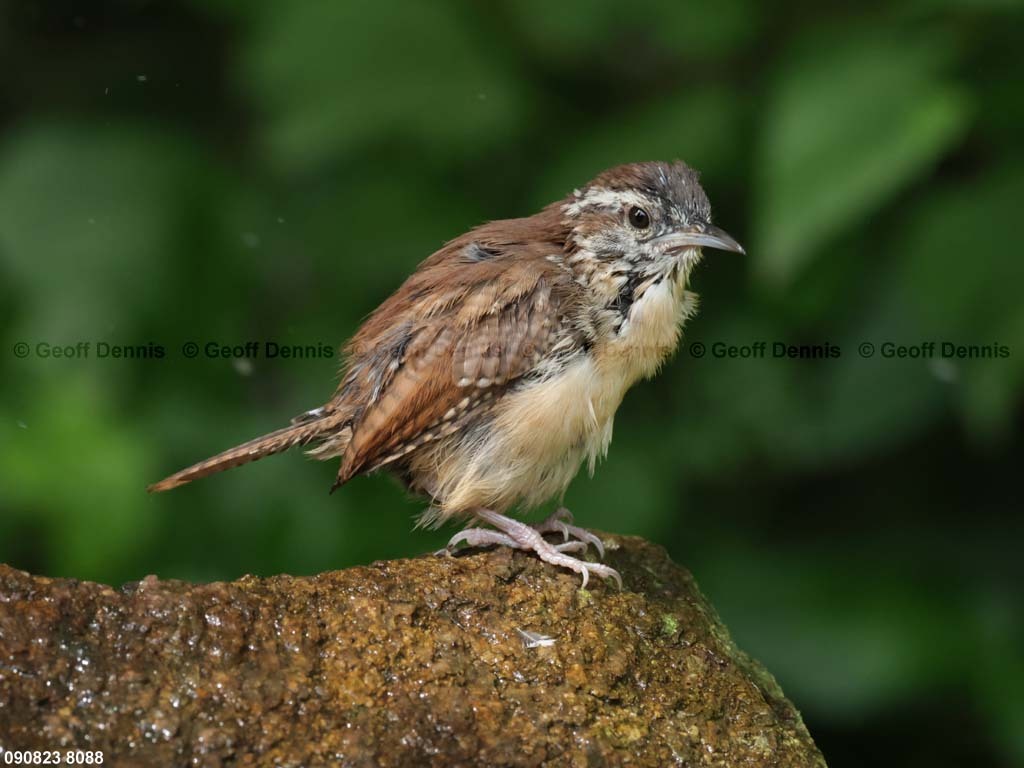 CAWR-BN_Carolina-Wren