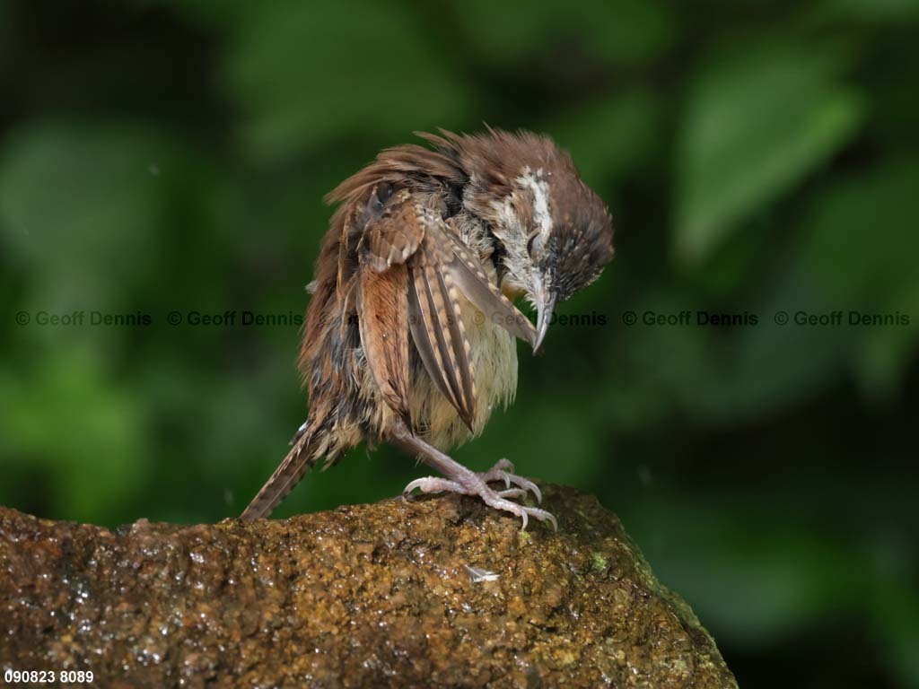 CAWR-BO_Carolina-Wren