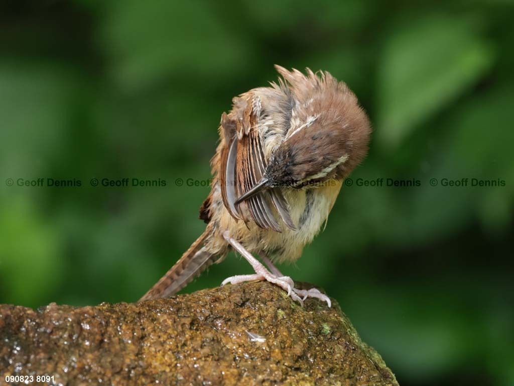 CAWR-BP_Carolina-Wren