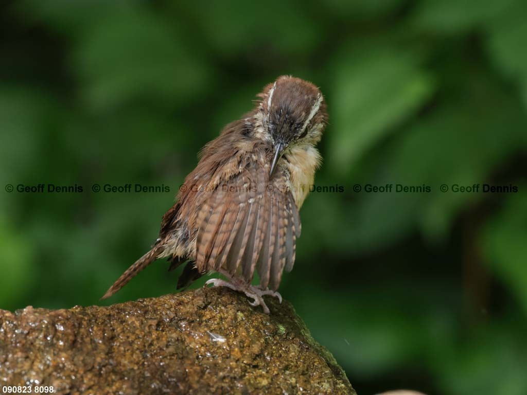 CAWR-BQ_Carolina-Wren