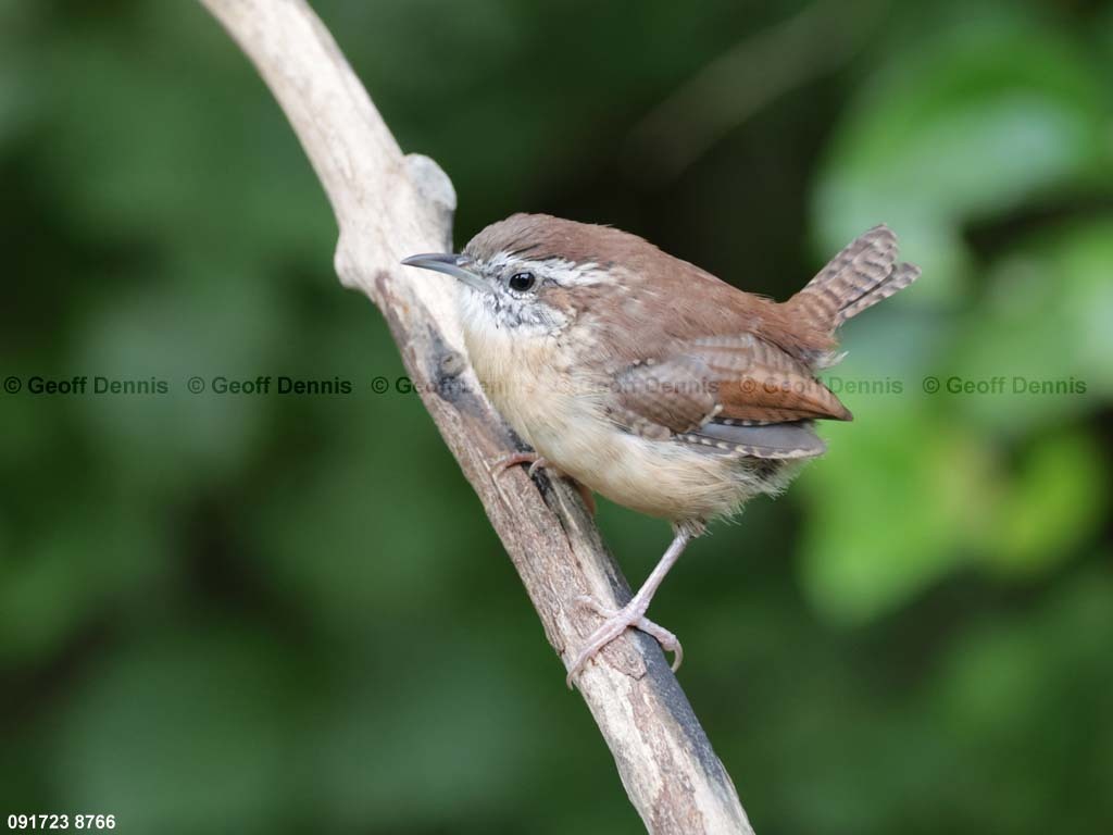 CAWR-BR_Carolina-Wren