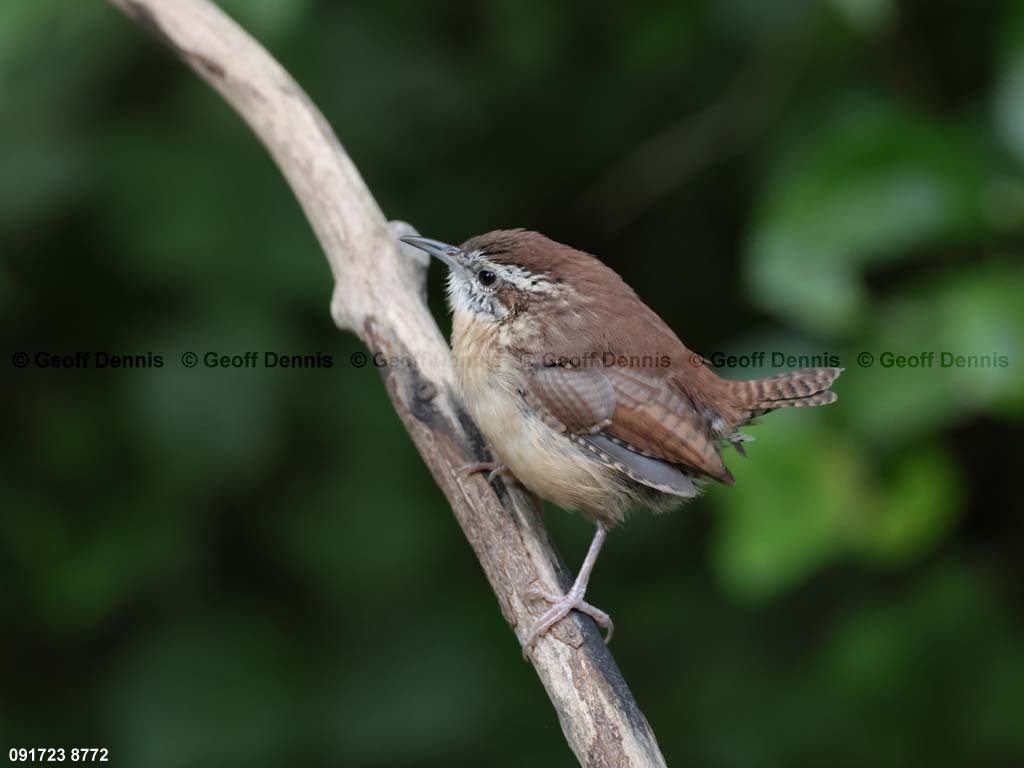 CAWR-BS_Carolina-Wren
