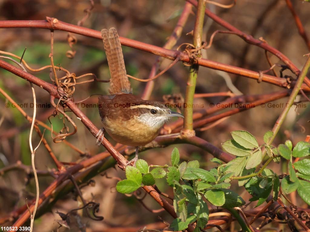 CAWR-BT_Carolina-Wren