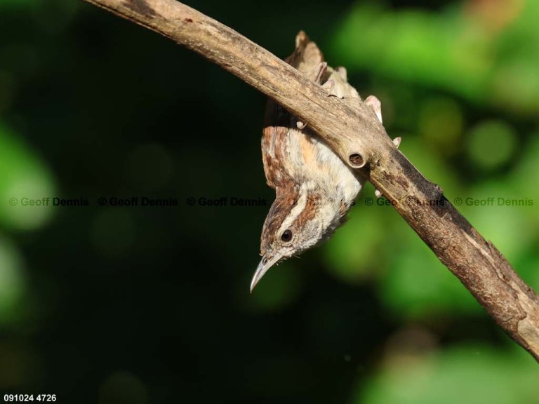 CAWR-BU_Carolina-Wren