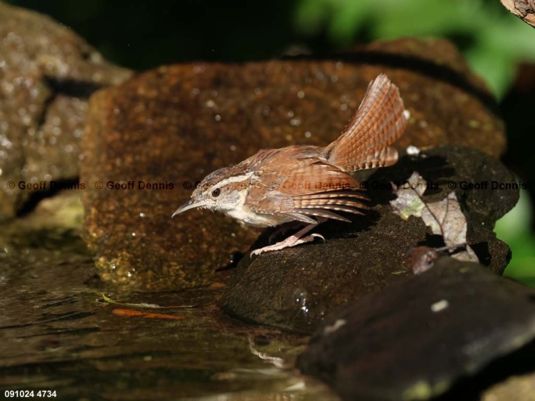 CAWR-BV_Carolina-Wren