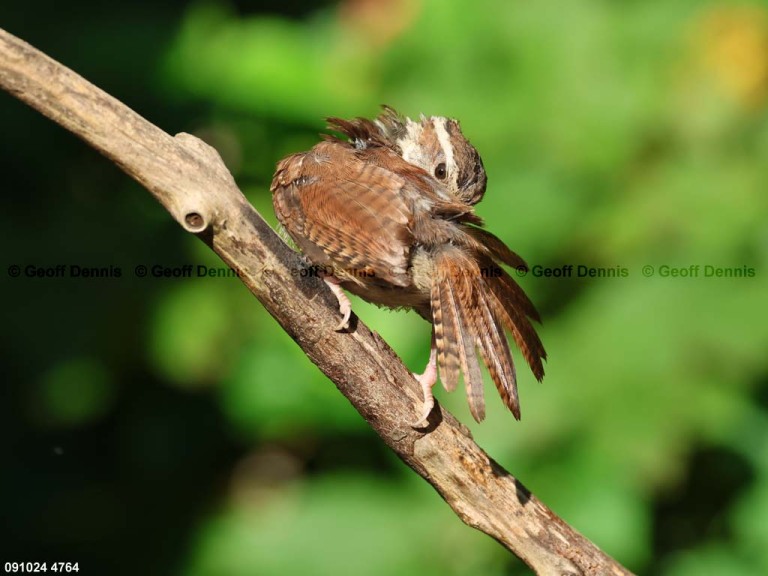 CAWR-BW_Carolina-Wren