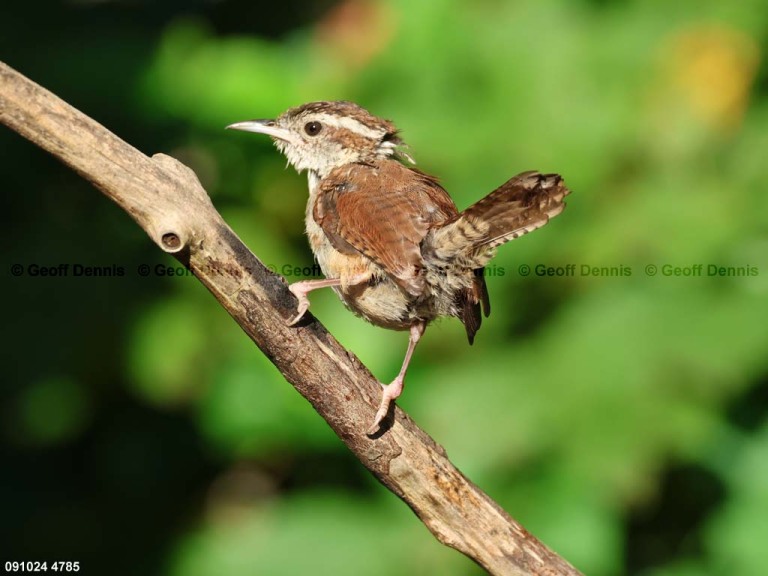 CAWR-BX_Carolina-Wren