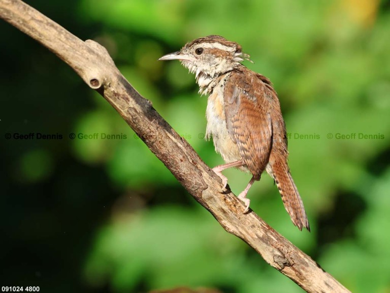 CAWR-BY_Carolina-Wren