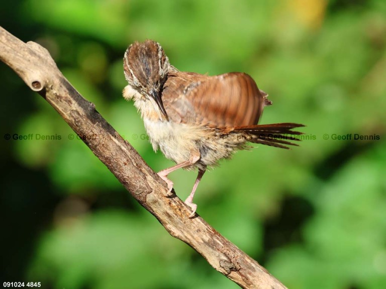 CAWR-BZ_Carolina-Wren